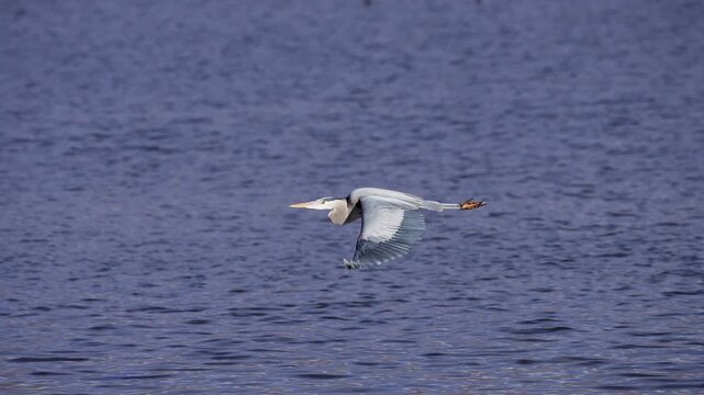 Great Blue Heron flying low over Farmington Bay in Utah during mild winter.