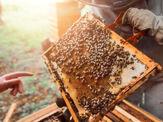 Beekeeper checking out bee hive and frames with honeycomb. Warm sunny day with glowing light. Soft and airy mood and feel. Fine organic product production, Agriculture industry and hobby.