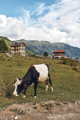Obraz premium Cow and cattle graze in a countryside pasture, a meadow with rolling hills and distant farm buildings under a bright sky