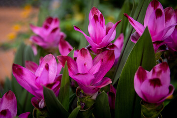 Obraz premium Siam tulip (ginger family)