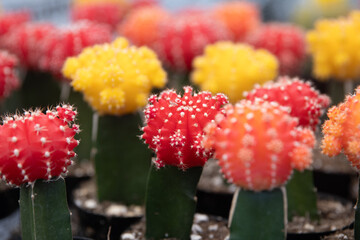 Grafted Moon Cactus © InversedSlayer