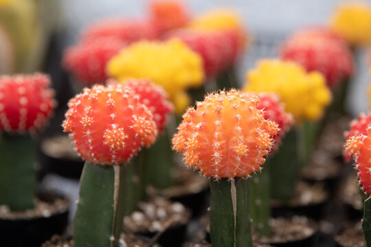 Grafted Moon Cactus