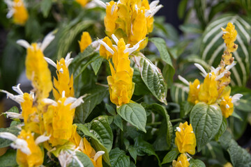 Fototapeta premium Golden Shrimp Plant
