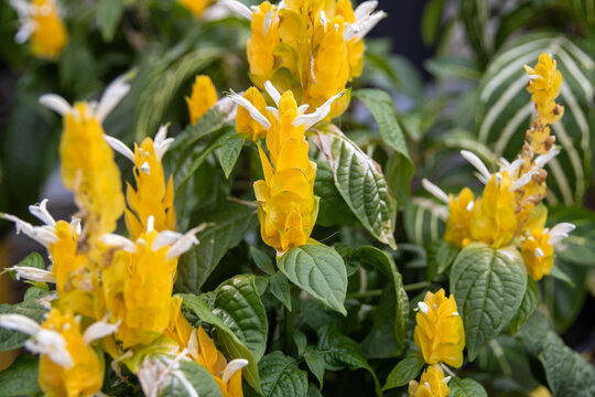 Golden Shrimp Plant