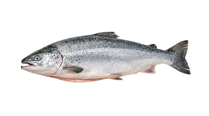 Obraz premium Seafood Fish PNG Isolated
