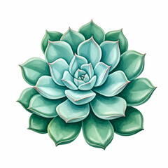 Fototapeta premium Beautiful green succulent plant echeveria top view, botanical illustration of houseplant isolated on white, desert rose nature element