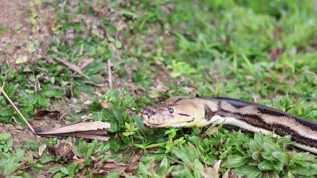 Close-up of a Reticulated Python head crawling on green grass, showcasing intricate skin patterns and texture in a natural outdoor habitat.