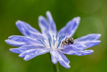 Cykoria podróżnik - Cichorium intybus L. © tom
