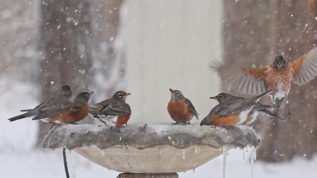 Flock of American robins sipping icy water from concrete birdbath in snowstorm blizzard. 