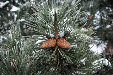 Pine Branch with Cones and Snow Winter Evergreen Tree Forest Nature Background Green Needles Texture Cold Season Botanical Close Up