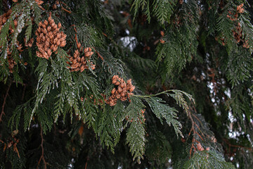 Evergreen Thuja Branch with Cones and Wet Needles. Natural Botanical Background, Green Winter Tree Texture, Forest Plant Close Up