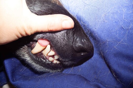 Hunde Z&auml;hne. Blick ins Maul auf Gebiss von Deutscher Sch&auml;ferhund. Fangzahn mit Zahnstein und Zahnfleisch Entz&uuml;ndung