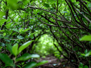 Fototapeta premium Green leafy branches arching overhead to form a natural tunnel with a soft-focused pathway leading into a vibrant forest scene full of fresh foliage