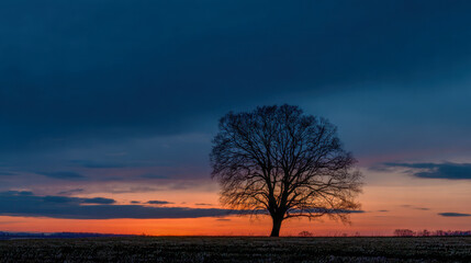 Lone bare tree silhouette against colorful orange and blue sunset sky on the horizon over open field landscape at dusk