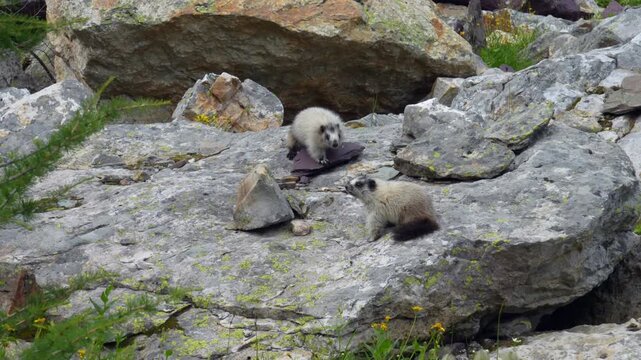 Two hoary marmot pups sit on a large rock, sniff each other, then hide in separate directions.