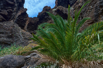 Palm vegetation in Masca canyon