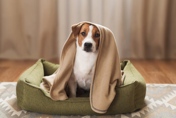 Jack Russell Terrier dog wrapped in cozy plaid at home