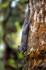 Obraz premium squirrel on tree, colourful, day, forest, park, outdoors