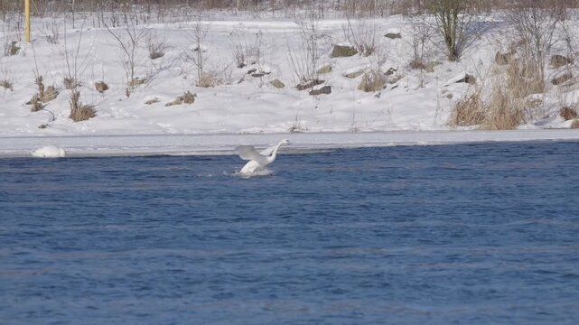 A swan landing in the water of the Narew River in Poland