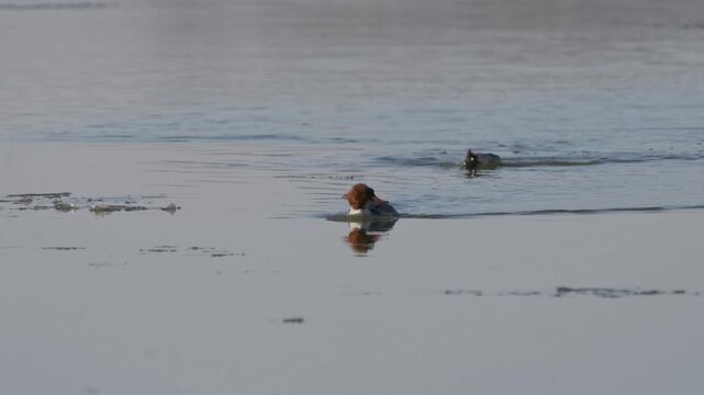 A merganser swimming in the Vistula River in winter