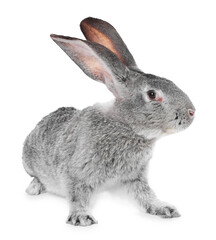 Obraz premium Cute fluffy Easter bunny isolated on white