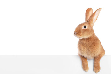 Obraz premium Cute fluffy Easter bunny isolated on white