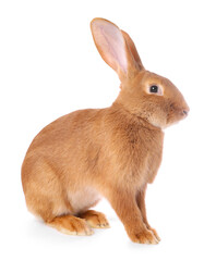 Obraz premium Cute fluffy Easter bunny isolated on white