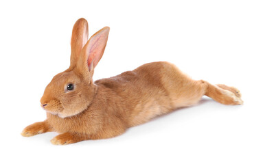 Obraz premium Cute fluffy Easter bunny isolated on white