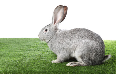 Obraz premium Cute fluffy Easter bunny on green grass against white background