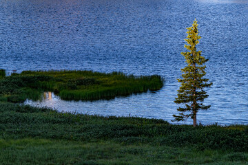 699-08 Lone Spruce and Reflection