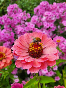 Close up of a bee on a zinnia flower in the garden, pollinisation in the garden. bee flowers