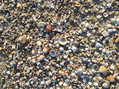 Sea shells, on the beach background. Summer sunset background, seashells