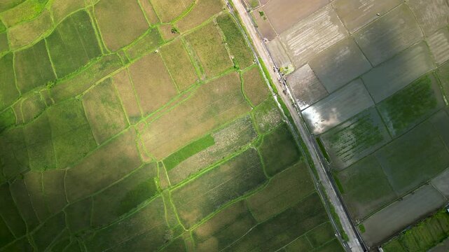 Beautiful Aerial View of Bali Rice Fields