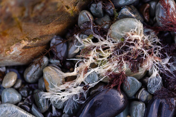 close-up of wet red seaweed on rocks on the shore of Ogunquit, Maine © Erica