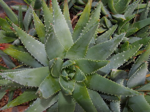 Mitre Aleo