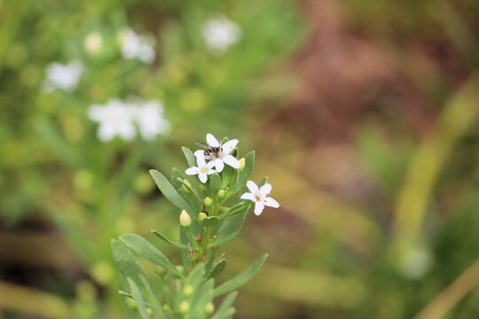Banded Bee Fly (Villini) feeding on Creeping Boobialla nectar, South Australia