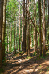 Fototapeta premium Peaceful forest trail, path surrounded by tall pine trees green moss and soft sunlight natural woodland scenery for hiking and outdoor relaxation. Summer landscape, touristic and travel destination