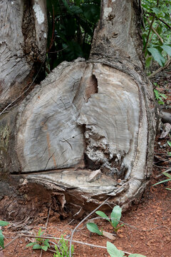 Part of a tree trunk that was cut off due to disease 

