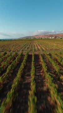 Italina vineyard in Calabria italy 