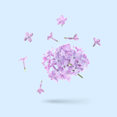 Obraz premium Lilac flowers flying in air on pastel light blue background. Spring blossoms