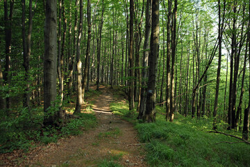 Carpathian forest in the Bukowe Berdo region in the Bieszczady Mountains, Poland