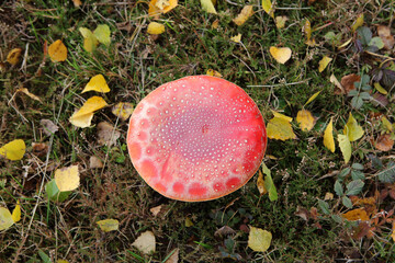 Amanita muscaria fly agaric mushroom in Bieszczady Mountains, Poland