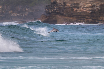 Fototapeta premium Dolphins leaping through ocean waves at sunrise in Sydney, Australia, with soft morning light and an open seascape background.