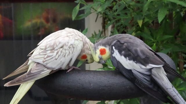 Two cockatiel nymphs are cozying up and basking while sitting on a fence.