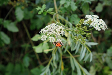 Jersey tiger butterfly in Bieszczady Mountains, Poland