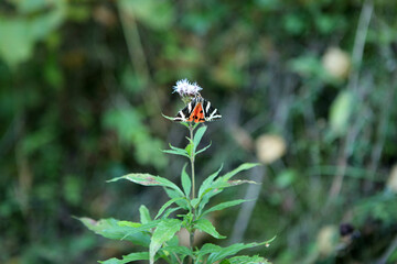 Jersey tiger butterfly in Bieszczady Mountains, Poland