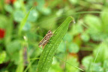 Common field grasshopper in Bieszczady Mountains, Poland
