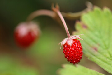 Wild strawberry on a branch in the forest in Bieszczady Mountains, Poland