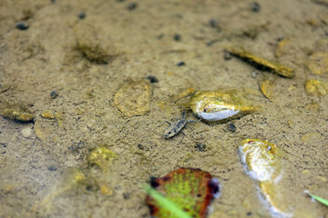 Nepa cinerea - water scorpion in Bieszczady Mountains, Poland