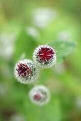 Greater burdock in Bieszczady Mountains, Poland